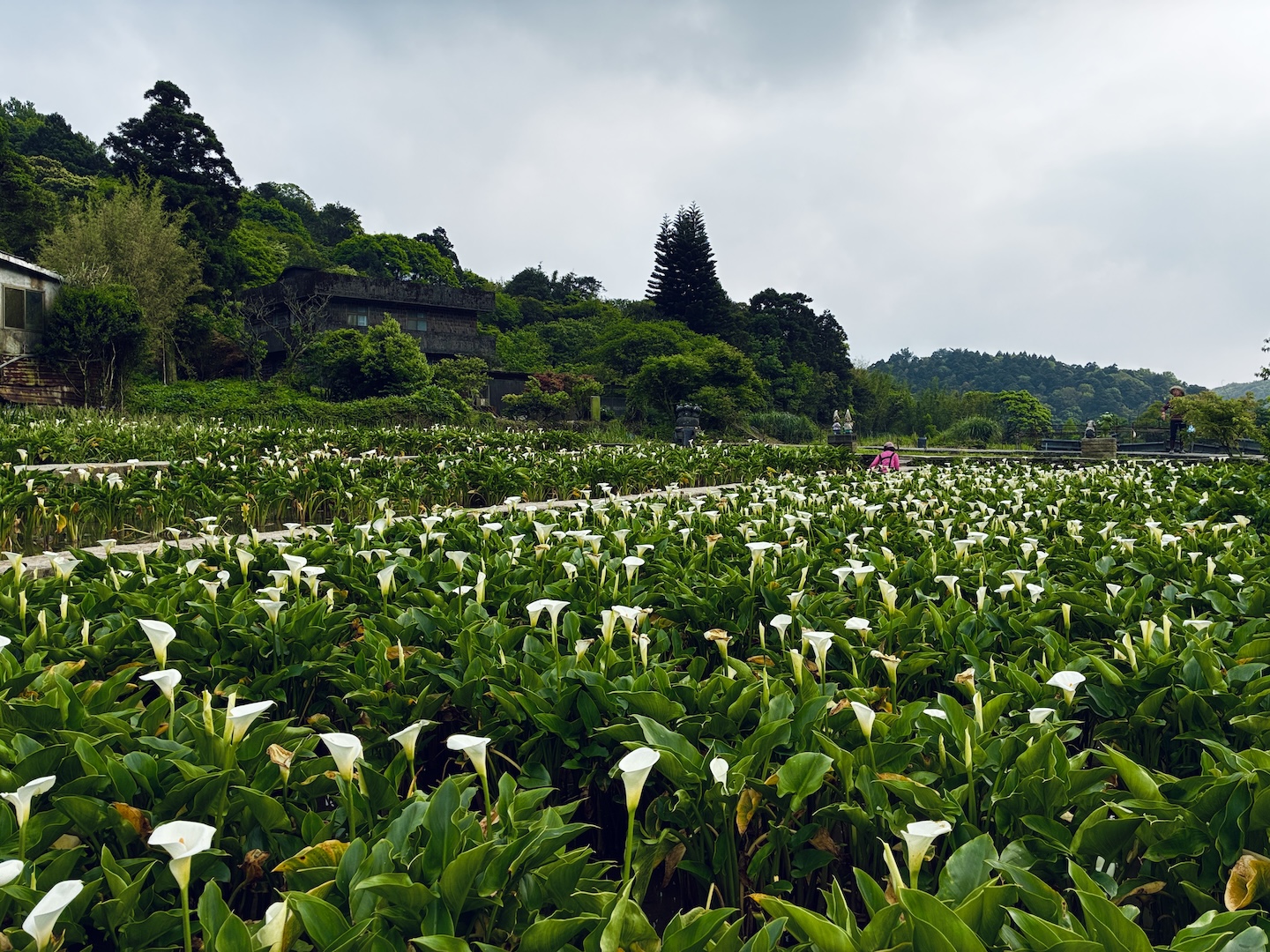 A Visit to Calla Lily Fields | Yangmingshan Zhuzihu